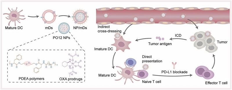 Prof. Jianxin Wang's group makes progress in the field of tumor ...