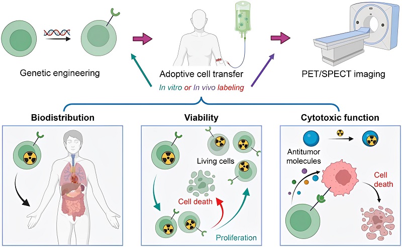 Advanced Biology：放射性成像揭示car T细胞治疗实体瘤关键：分布、存活与功能 9766